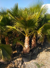 Washingtonia Robusta torzs 80-100 cm